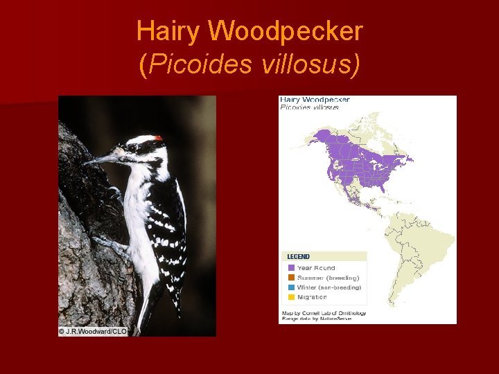 Hairy Woodpecker (Picoides villosus) 