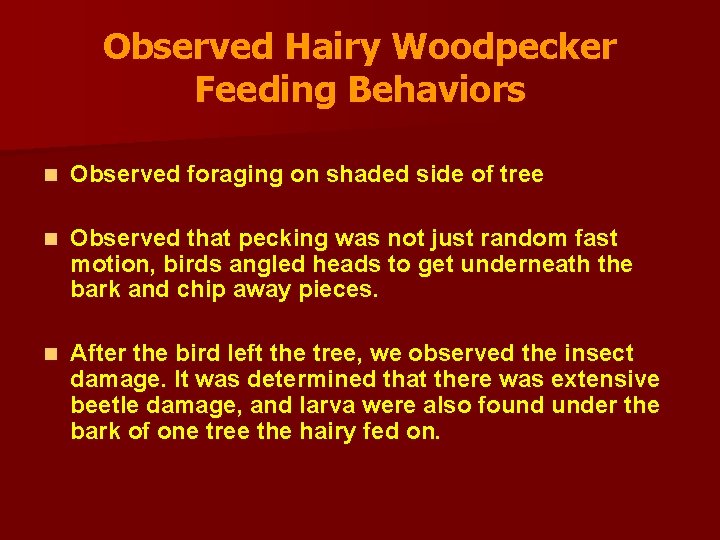 Observed Hairy Woodpecker Feeding Behaviors n Observed foraging on shaded side of tree n