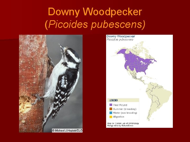 Downy Woodpecker (Picoides pubescens) 
