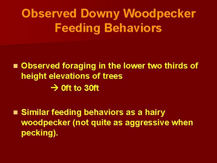 Observed Downy Woodpecker Feeding Behaviors n Observed foraging in the lower two thirds of