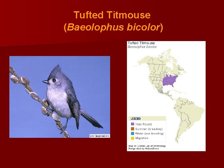 Tufted Titmouse (Baeolophus bicolor) 