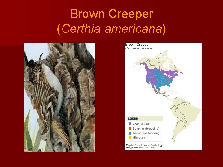 Brown Creeper (Certhia americana) 