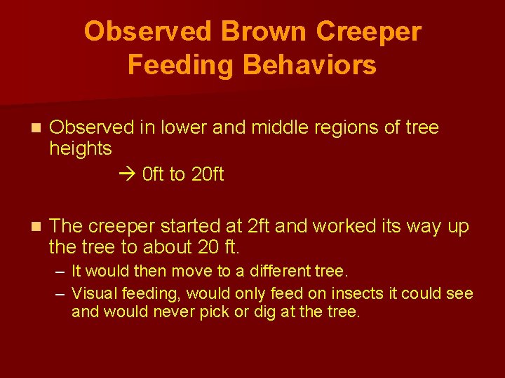 Observed Brown Creeper Feeding Behaviors n Observed in lower and middle regions of tree