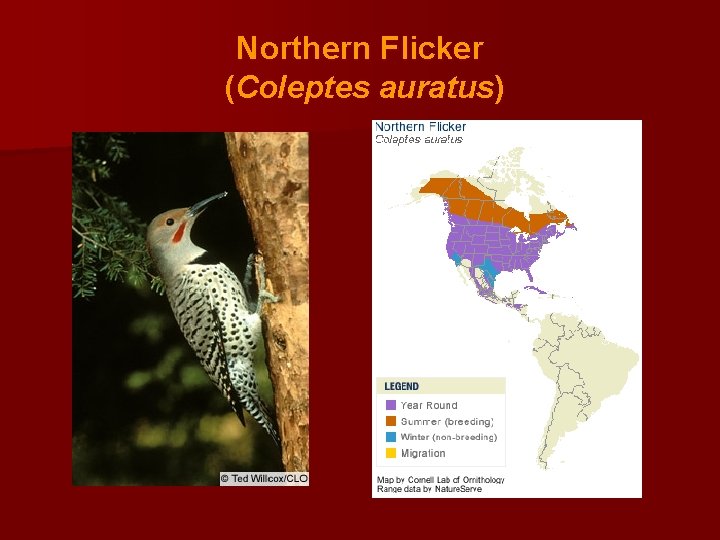 Northern Flicker (Coleptes auratus) 