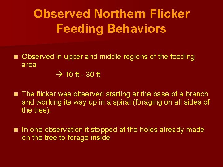 Observed Northern Flicker Feeding Behaviors n Observed in upper and middle regions of the