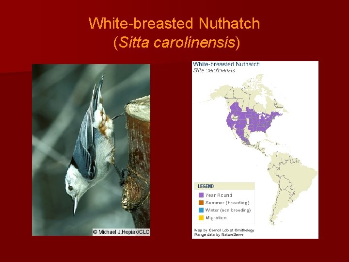 White-breasted Nuthatch (Sitta carolinensis) 