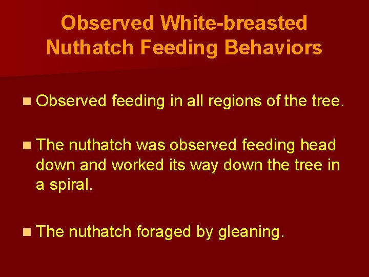 Observed White-breasted Nuthatch Feeding Behaviors n Observed feeding in all regions of the tree.