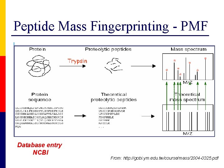 Peptide Mass Fingerprinting - PMF Database entry NCBI From: http: //gobi. ym. edu. tw/course/mass/2004