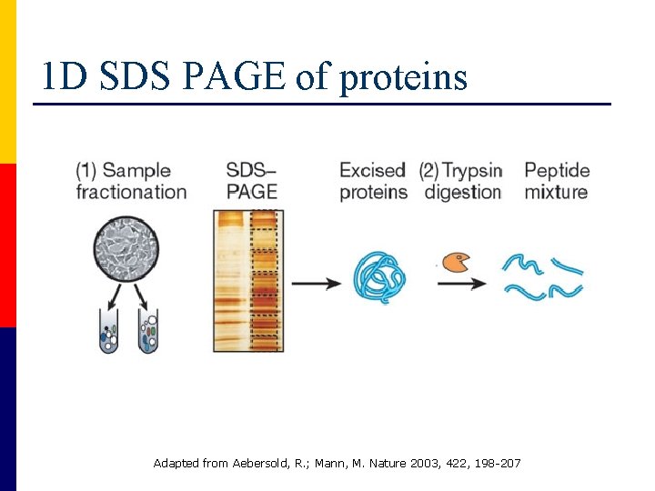 1 D SDS PAGE of proteins Adapted from Aebersold, R. ; Mann, M. Nature