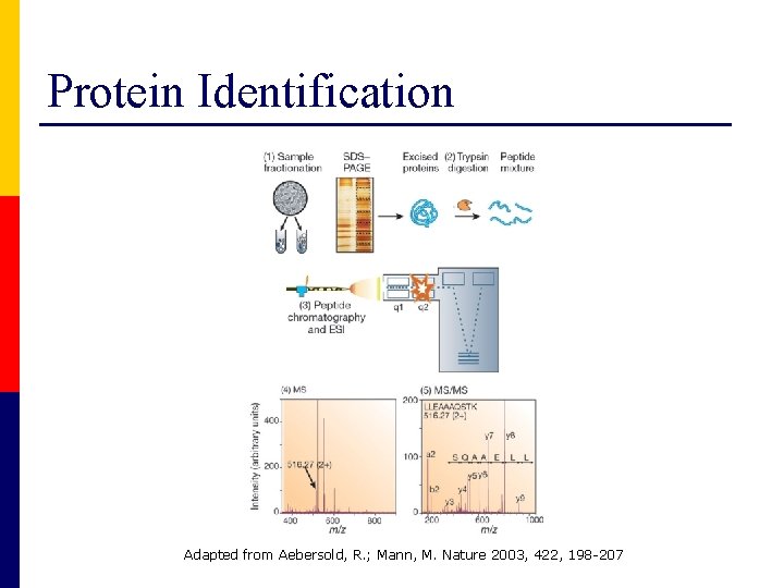 Protein Identification Adapted from Aebersold, R. ; Mann, M. Nature 2003, 422, 198 -207