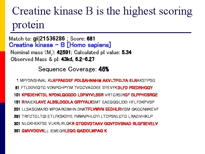 Creatine kinase B is the highest scoring protein Match to: gi|21536286 ; Score: 681