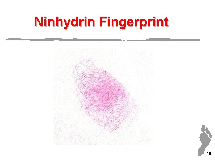 Ninhydrin Fingerprint 18 