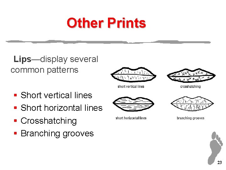 Other Prints Lips—display several common patterns § § Short vertical lines Short horizontal lines