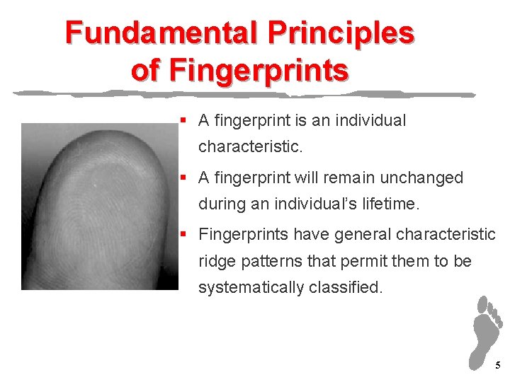 Fundamental Principles of Fingerprints § A fingerprint is an individual characteristic. § A fingerprint