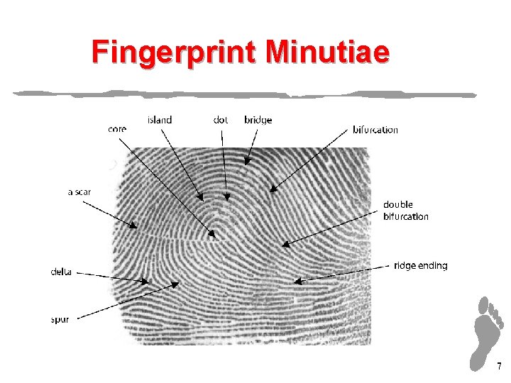 Fingerprint Minutiae 7 