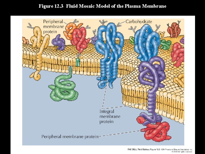 Figure 12. 3 Fluid Mosaic Model of the Plasma Membrane 