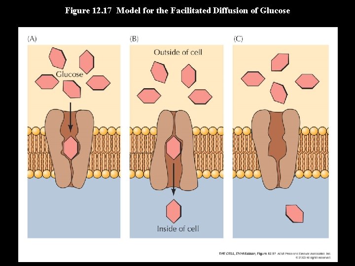 Figure 12. 17 Model for the Facilitated Diffusion of Glucose 