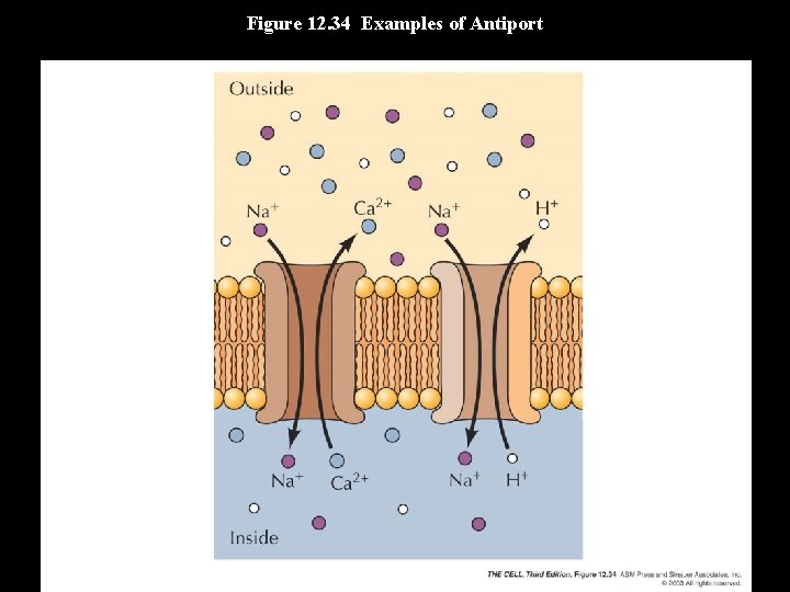 Figure 12. 34 Examples of Antiport 