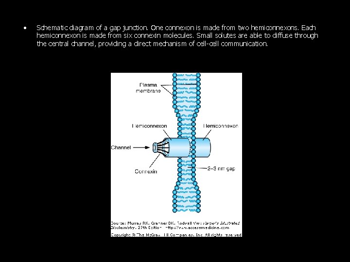  • Schematic diagram of a gap junction. One connexon is made from two