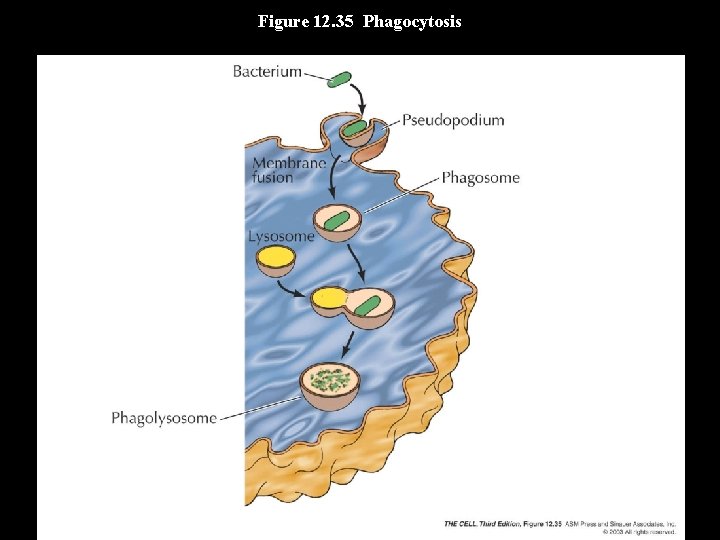 Figure 12. 35 Phagocytosis 
