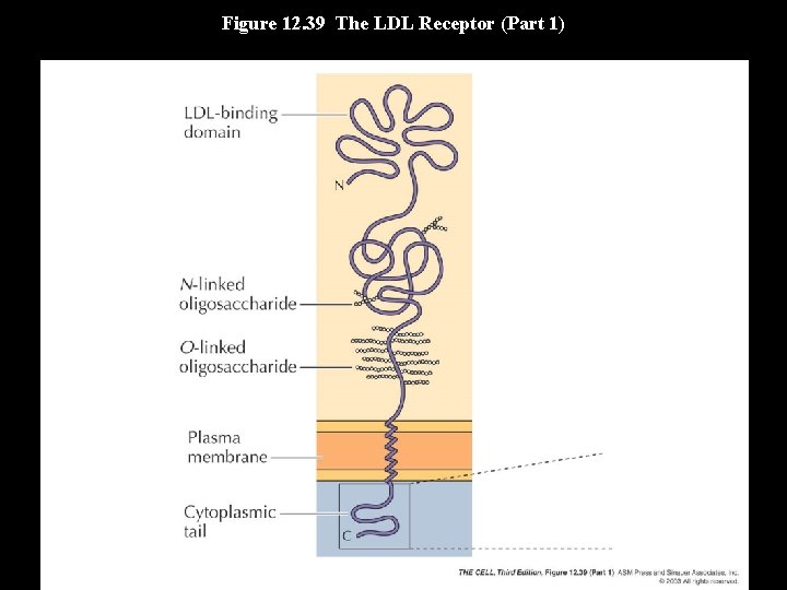 Figure 12. 39 The LDL Receptor (Part 1) 