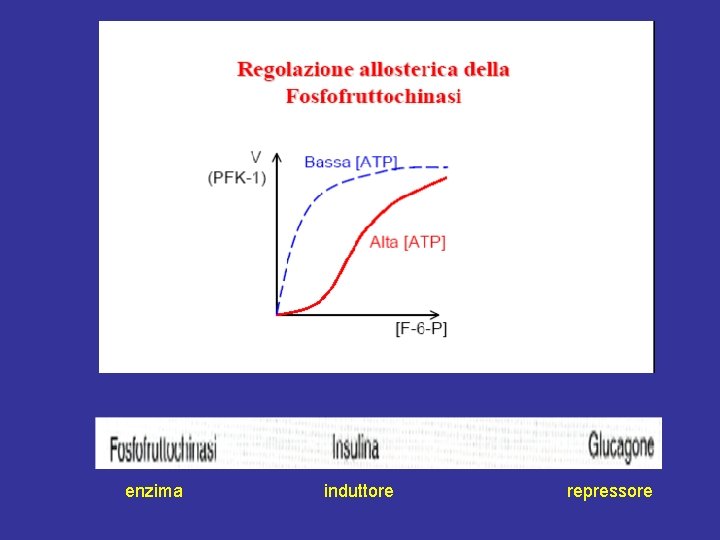 enzima induttore repressore 