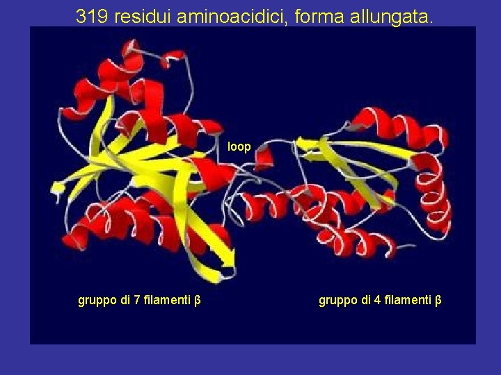 319 residui aminoacidici, forma allungata. loop gruppo di 7 filamenti β gruppo di 4
