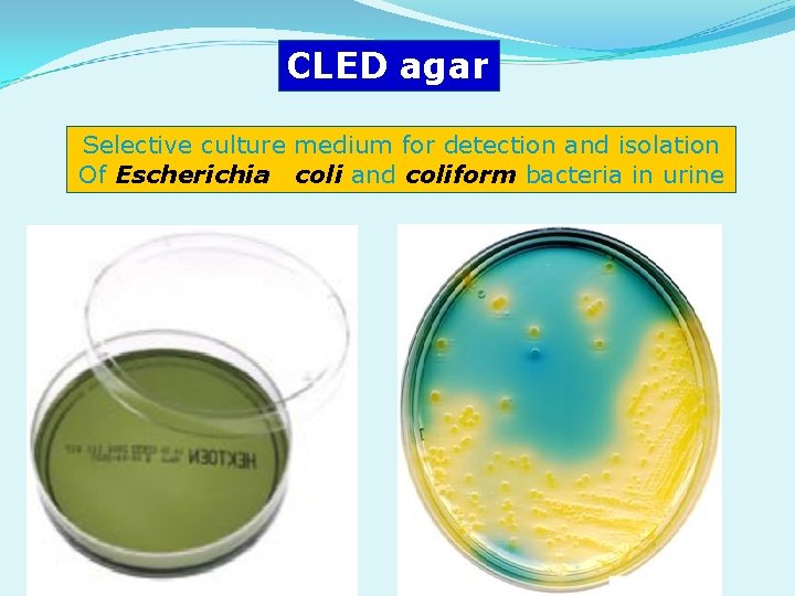 CLED agar Selective culture medium for detection and isolation Of Escherichia coli and coliform CLED agar Selective culture medium for detection and isolation Of Escherichia coli and coliform