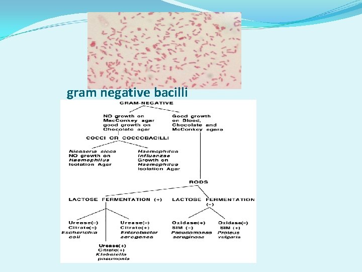 gram negative bacilli gram negative bacilli