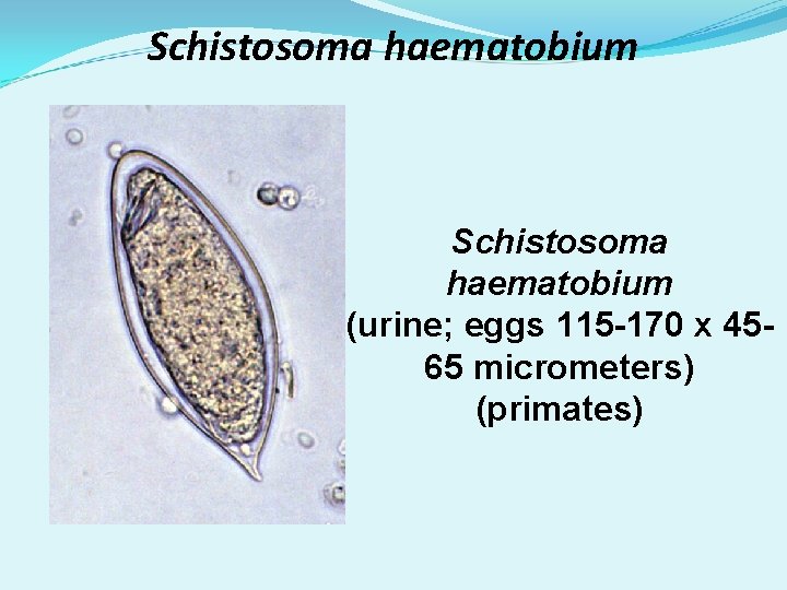 Schistosoma haematobium (urine; eggs 115 -170 x 4565 micrometers) (primates) 