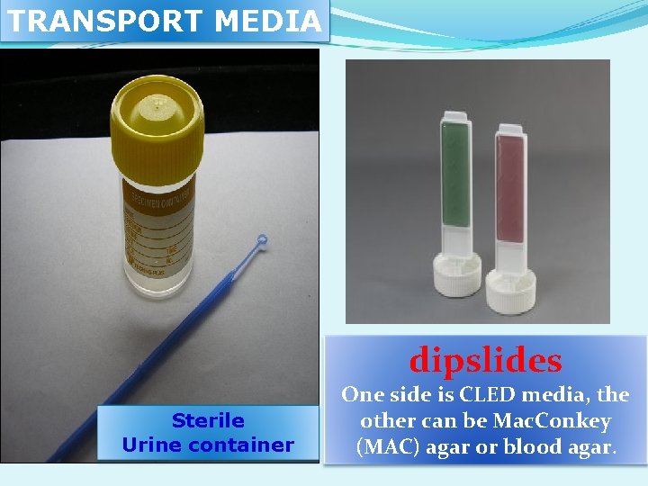 TRANSPORT MEDIA dipslides Sterile Urine container One side is CLED media, the other can TRANSPORT MEDIA dipslides Sterile Urine container One side is CLED media, the other can