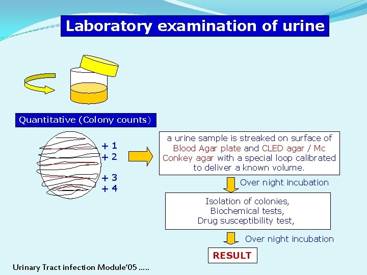 Laboratory examination of urine Quantitative (Colony counts) +1 +2 +3 +4 a urine sample