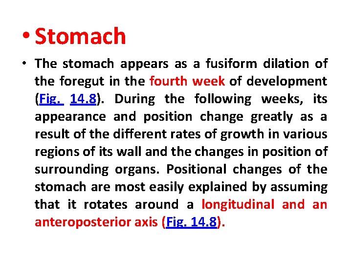  • Stomach • The stomach appears as a fusiform dilation of the foregut