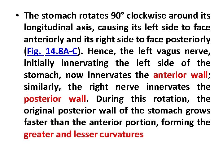  • The stomach rotates 90° clockwise around its longitudinal axis, causing its left