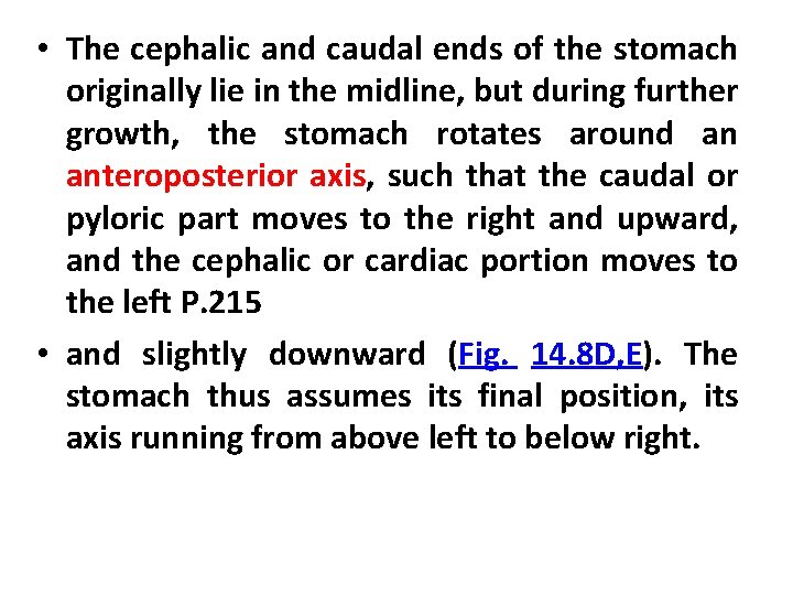  • The cephalic and caudal ends of the stomach originally lie in the