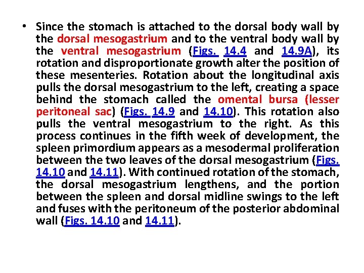  • Since the stomach is attached to the dorsal body wall by the
