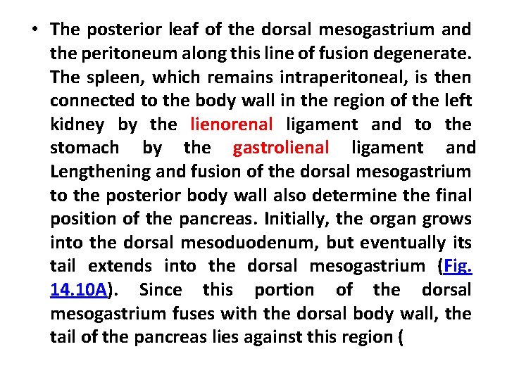  • The posterior leaf of the dorsal mesogastrium and the peritoneum along this