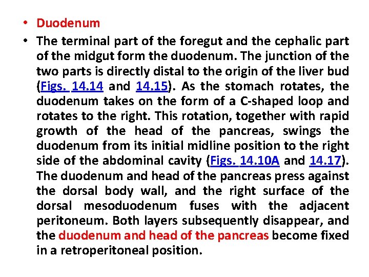  • Duodenum • The terminal part of the foregut and the cephalic part