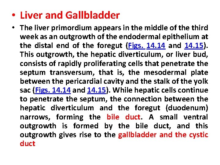  • Liver and Gallbladder • The liver primordium appears in the middle of