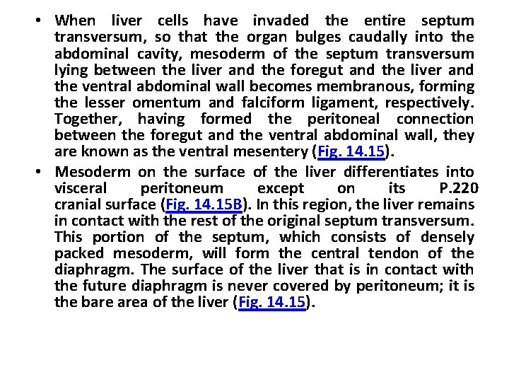  • When liver cells have invaded the entire septum transversum, so that the