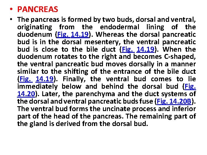  • PANCREAS • The pancreas is formed by two buds, dorsal and ventral,