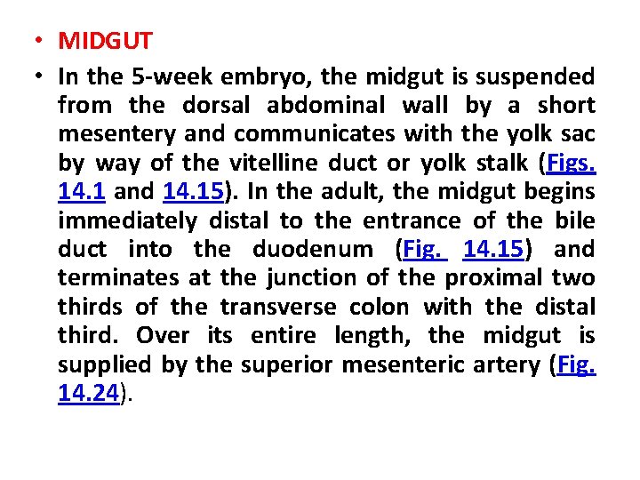  • MIDGUT • In the 5 -week embryo, the midgut is suspended from