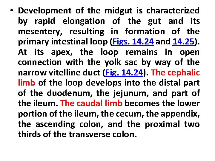  • Development of the midgut is characterized by rapid elongation of the gut