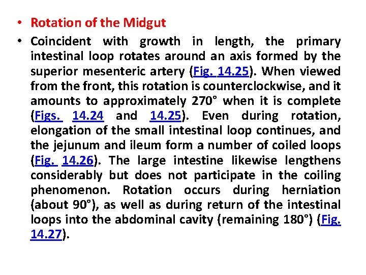  • Rotation of the Midgut • Coincident with growth in length, the primary