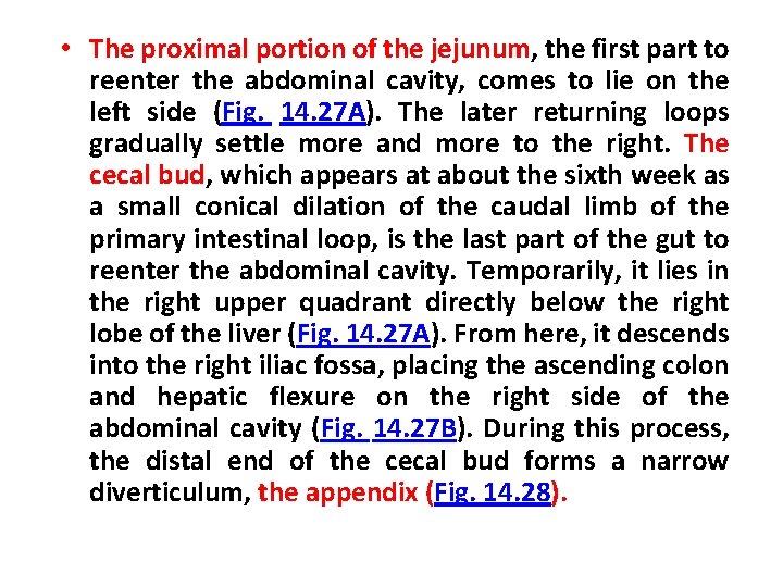  • The proximal portion of the jejunum, the first part to reenter the