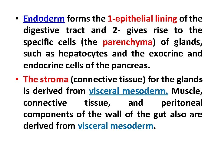  • Endoderm forms the 1 -epithelial lining of the digestive tract and 2