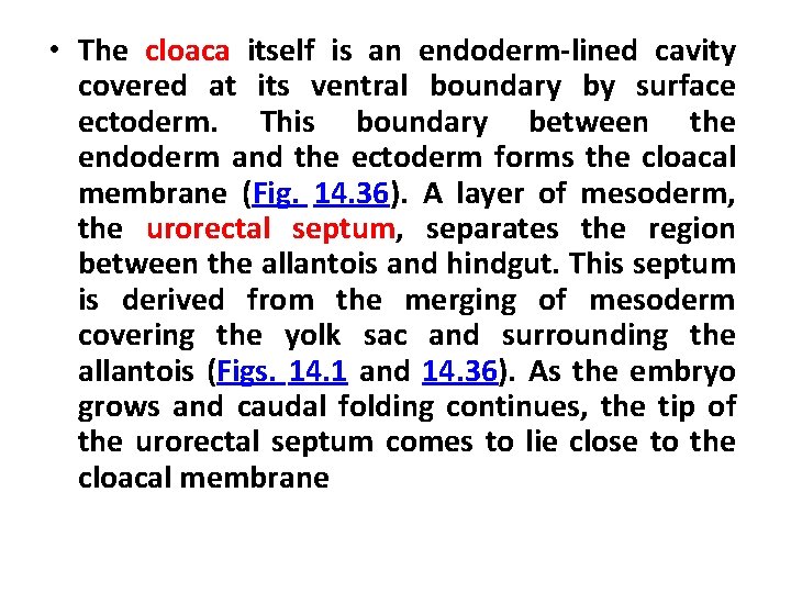  • The cloaca itself is an endoderm-lined cavity covered at its ventral boundary