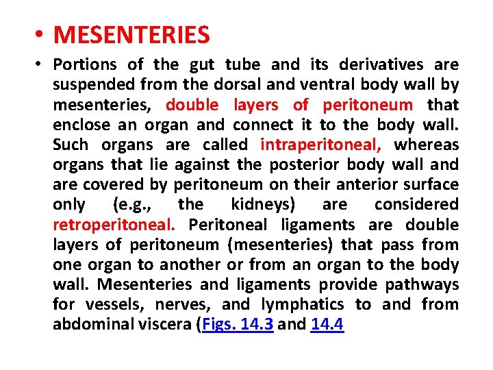  • MESENTERIES • Portions of the gut tube and its derivatives are suspended