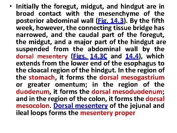  • Initially the foregut, midgut, and hindgut are in broad contact with the