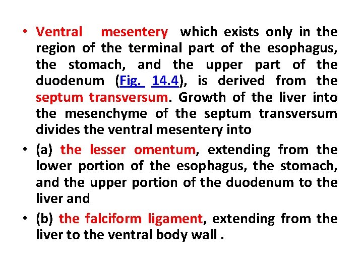  • Ventral mesentery which exists only in the region of the terminal part